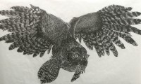 Great Gray